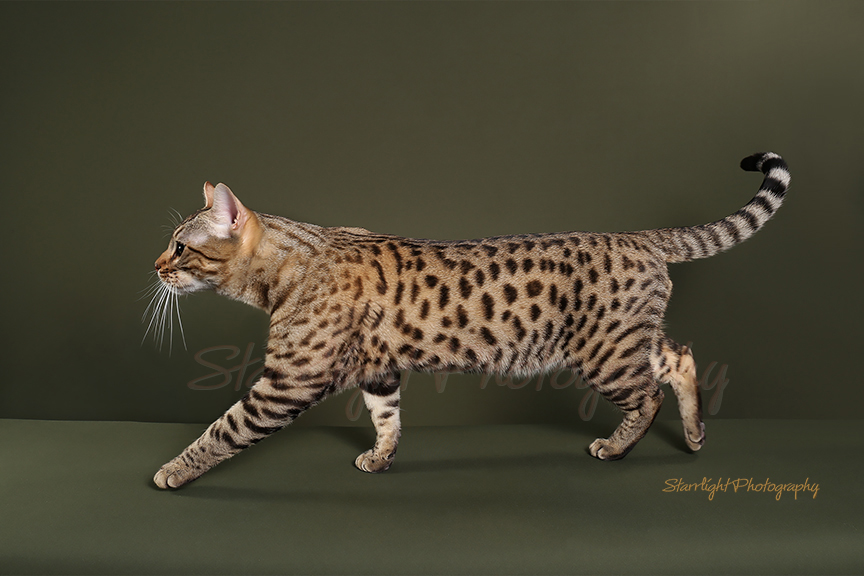CH. BengalFlats Maverick of NW Bengalcats, Brown Spotted