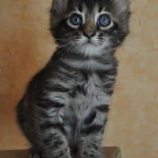 SilkyBengals Opus