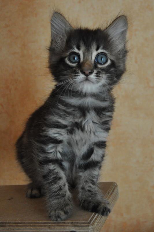 SilkyBengals Opus