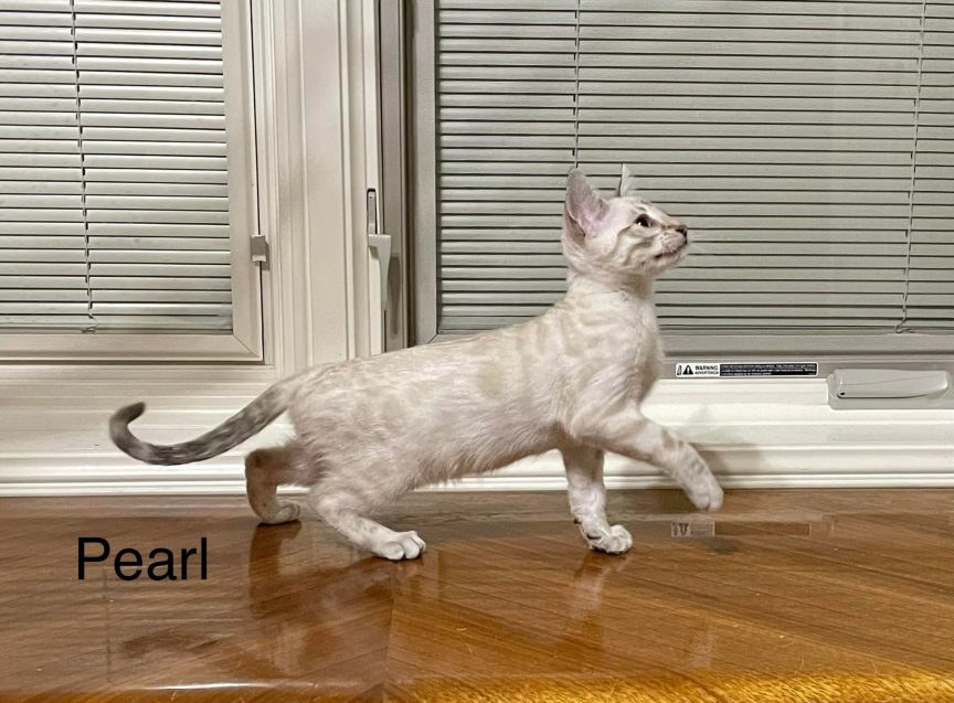 Available Kitten Snow Lynx