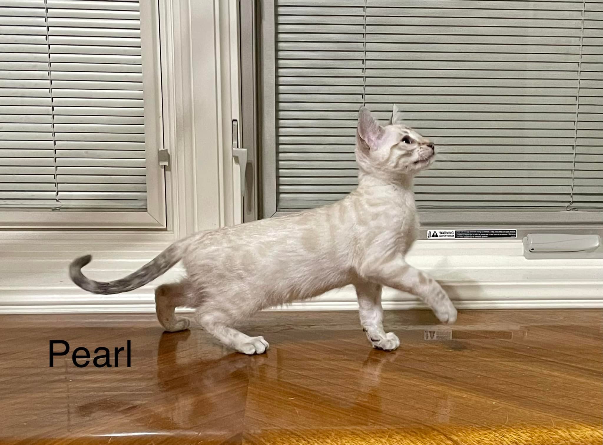 Available Kitten Snow Lynx