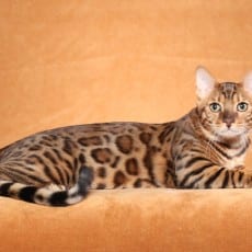 GRC Kindredkatz Peyote of Lunakatz