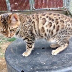 Nut n' Meg: available female, brown bengal kitten