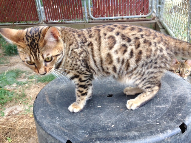 Nut n' Meg: available female, brown bengal kitten
