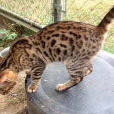 Good Luck Charm: available female, brown bengal kitten