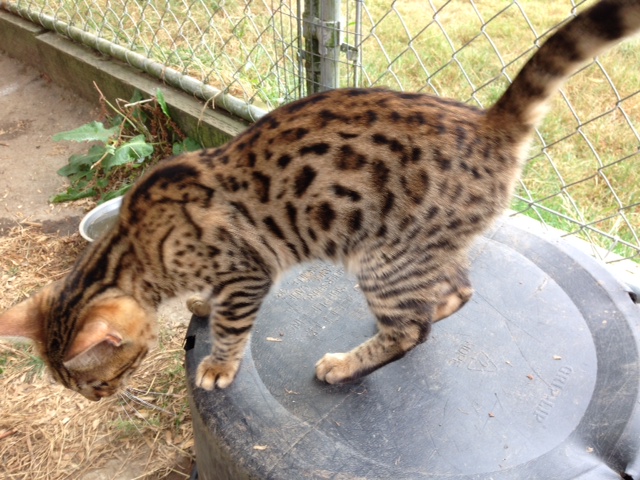 Good Luck Charm: available female, brown bengal kitten