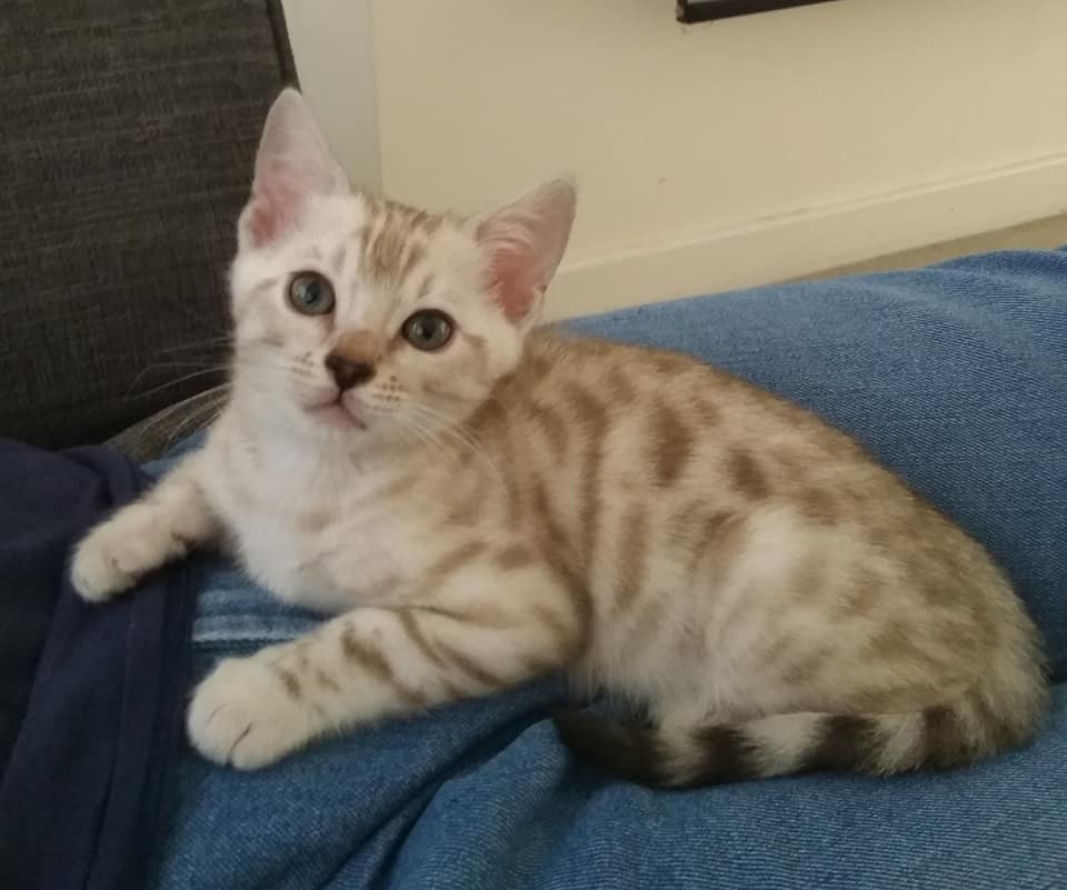 Mink/Silver Mink Snow kitten from a previous litter