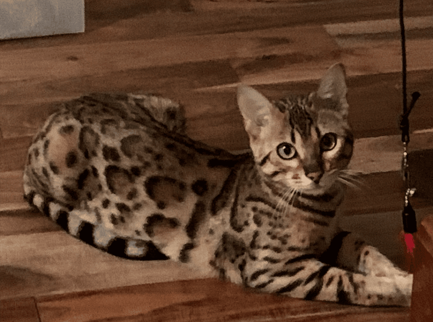 Lisa one of our TICA registered Bengal Queens