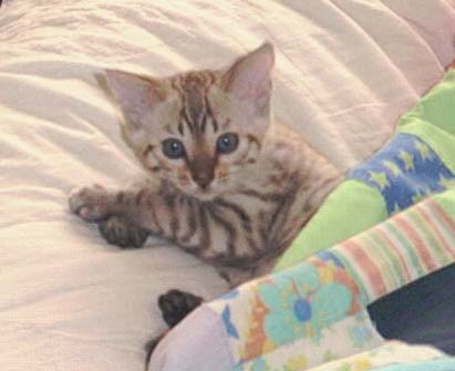snow Bengal kitten