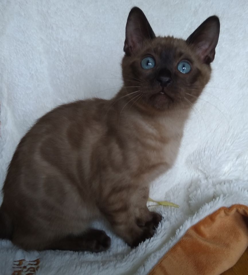 Kitten from a previous litter, Solid Mink female