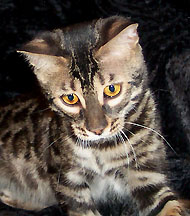 Charcoal Bengal