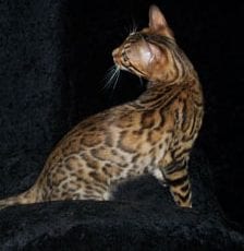 Rosetted bengal adult
