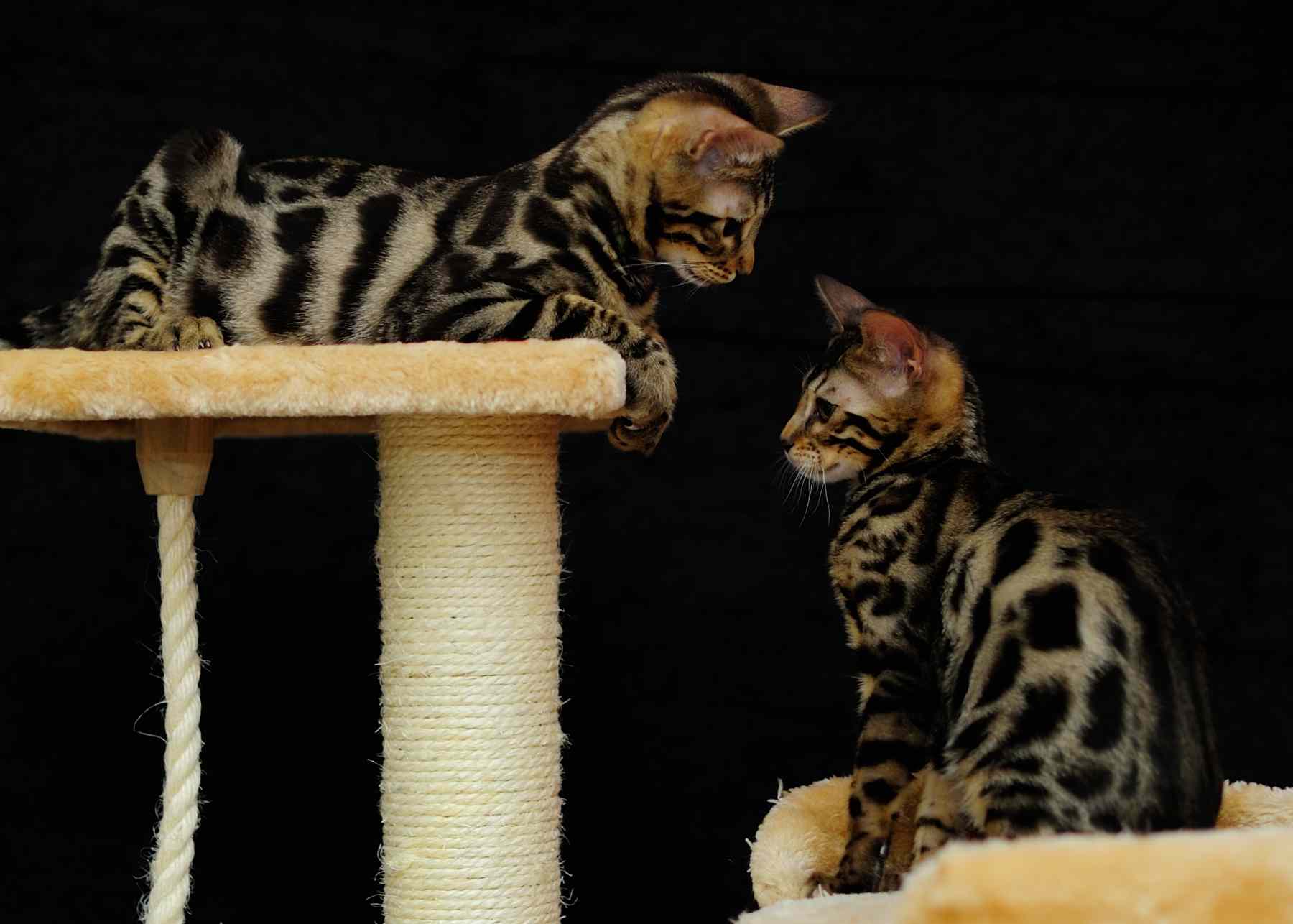 Boy A on top, Girl A below, 3,5 mnths, ready to leave home